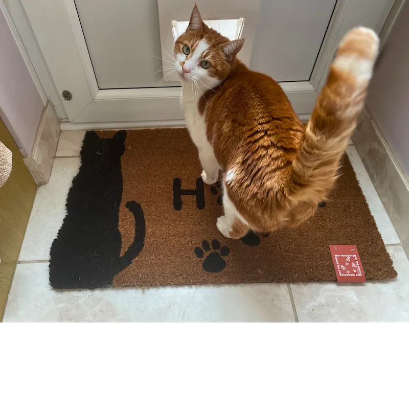 Silhoutte Black Cat and Paws Coir Large Door Mat